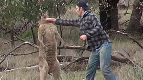 Oct 16, 2023 · A man's morning walk with his dog ended in a dangerous encounter with a "monster" kangaroo over the weekend in Australia. Although uncommon, kangaroo attacks on humans do occur. Earlier this month ... 